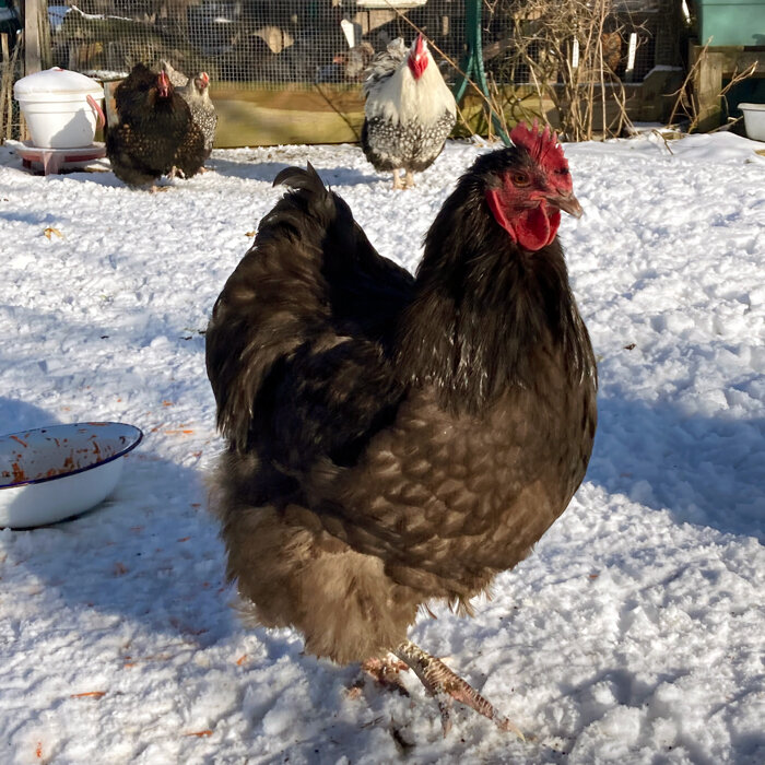 Galline che camminano nel recinto innevato in inverno