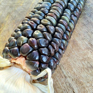 Pannocchia di mais verde 'Oaxacan' (Zea mays) con chicchi scuri dai riflessi verdi