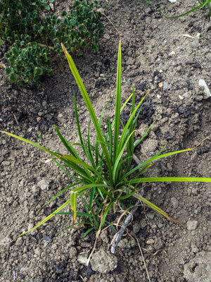 Zigolo dolce (Cyperus esculentus var. sativus)