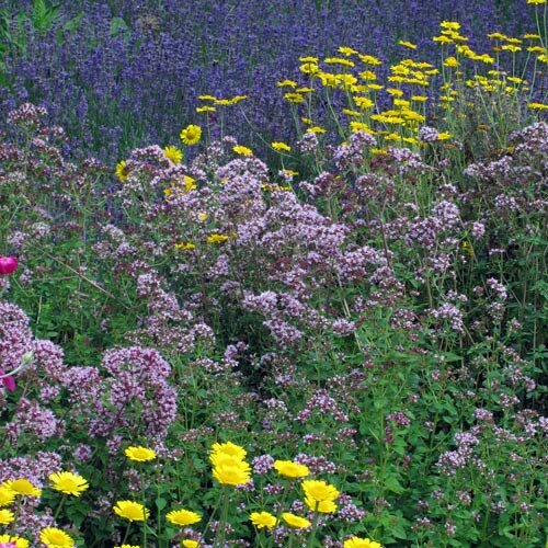 Aiuola di piante aromatiche naturale con fiori rosa-viola e gialli, dietro un mare di fiori blu-viola