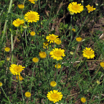 Camomilla dei tintori (Anthemis tinctoria) con fiori e boccioli gialli