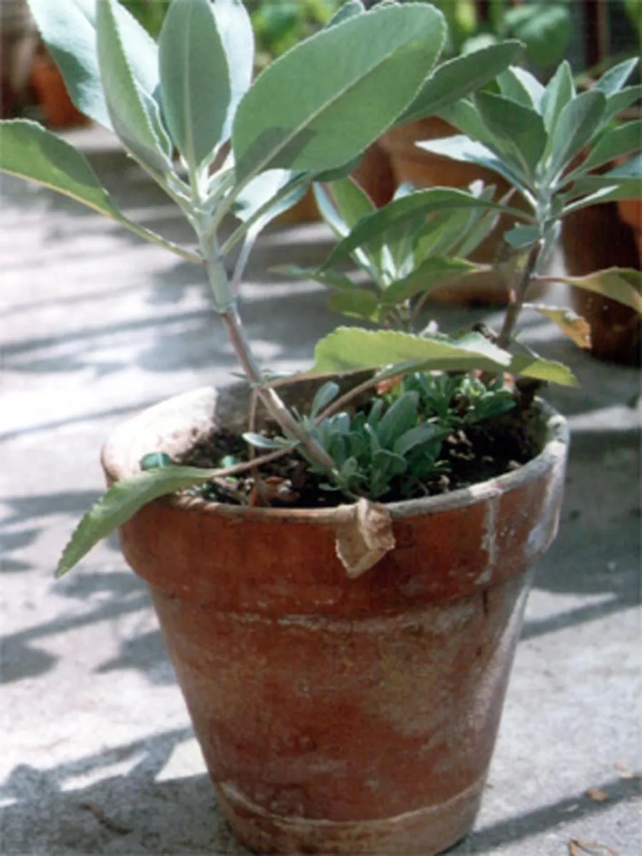 Weisser Salbei (Salvia apiana) Samen