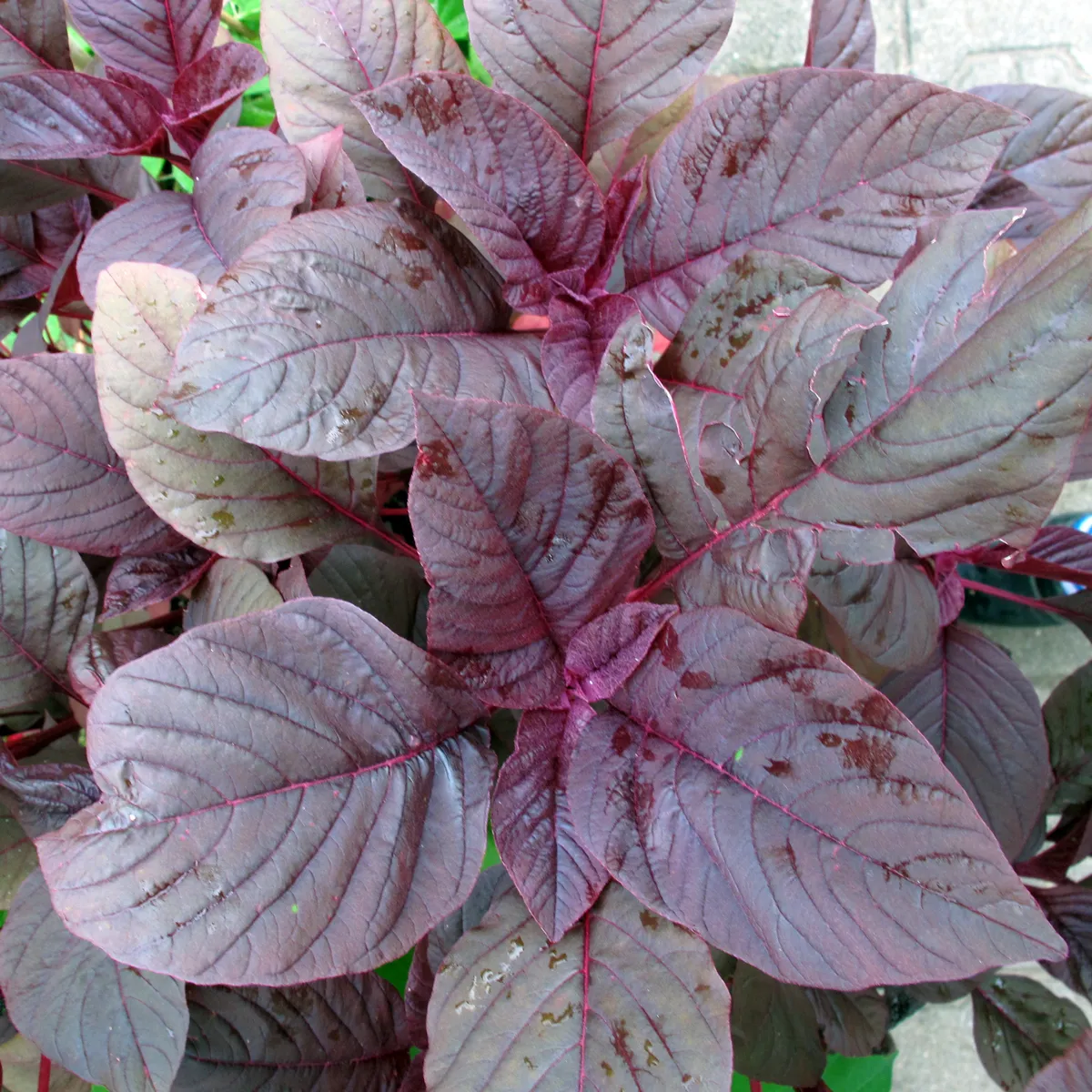 Roter Meier (Amaranthus lividus) Samen