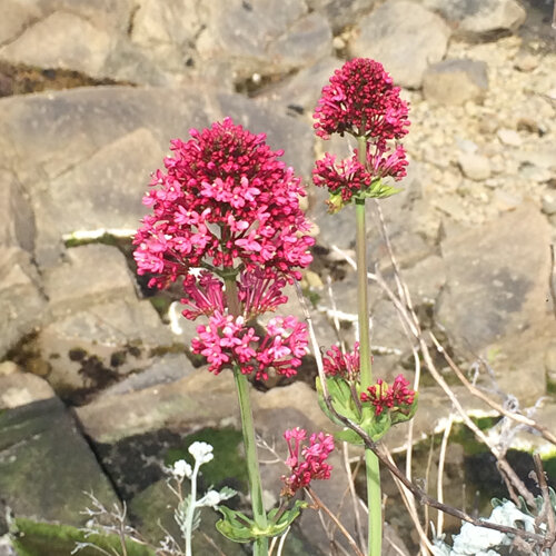 Valeriana rossa (Centranthus ruber) con infiorescenze cremisi davanti alle rocce