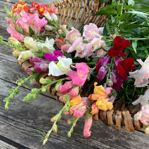 Bocche di leone appena recise, rosa, rosse, gialle e bianche, in un cesto di vimini