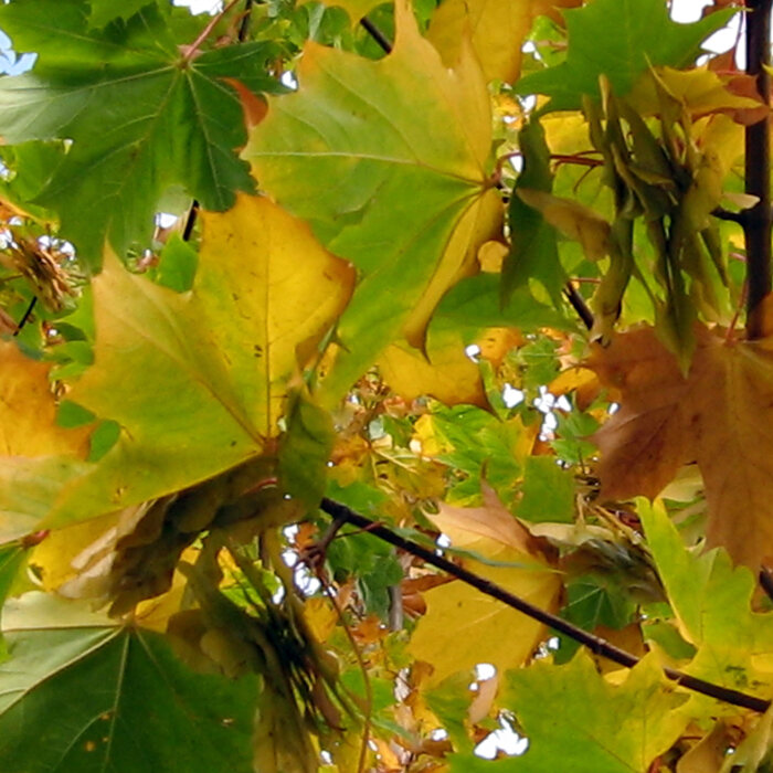 Foglie d’acero verdi e ingiallite con samare in autunno