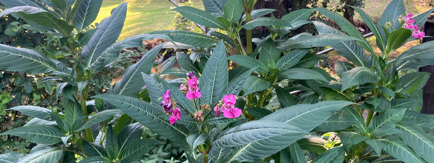 Popolazione di balsamina ghiandolosa lungo un ruscello