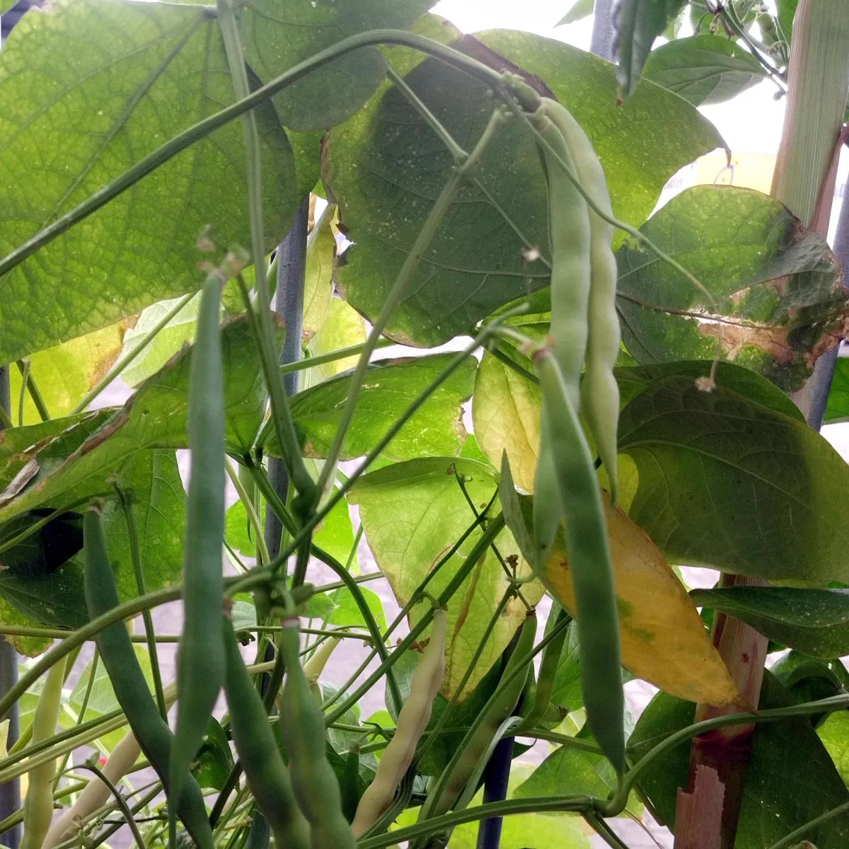 Weiße Buschbohne 'Cannellini' (Phaseolus vulgaris) Samen