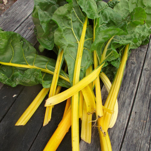 Bietole da coste appena raccolte con coste giallo intenso