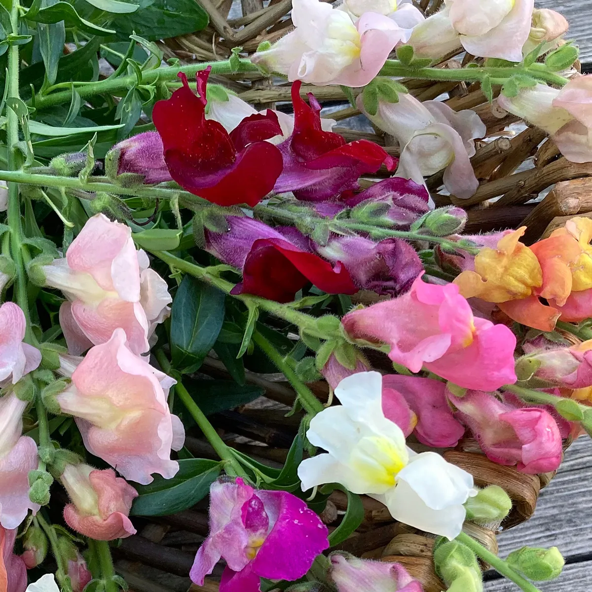 Rubinrotes Löwenmäulchen 'Ruby' (Antirrhinum majus) Samen