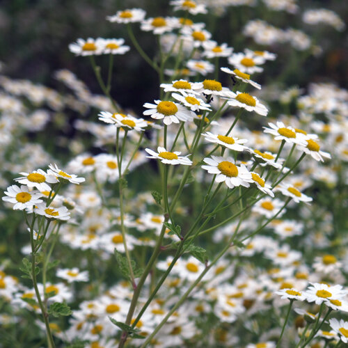 Partenio (Tanacetum parthenium) con tanti piccoli fiori bianchi dal centro giallo