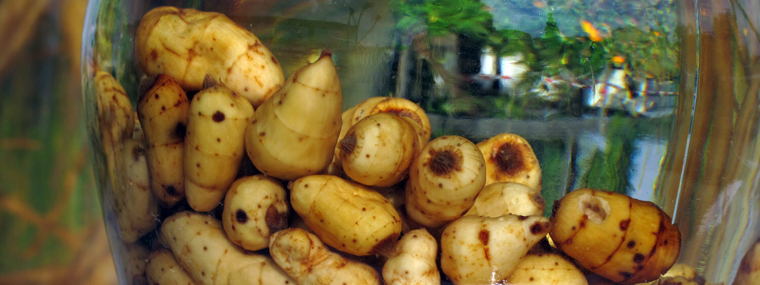 Tuberi di zigolo dolce in ammollo in un barattolo