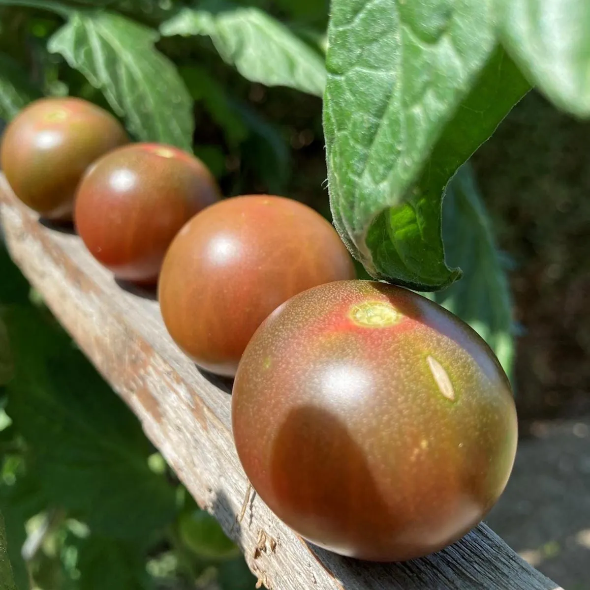 Cocktailtomate 'Black Sweet Cherry' (Solanum lycopersicum) Samen