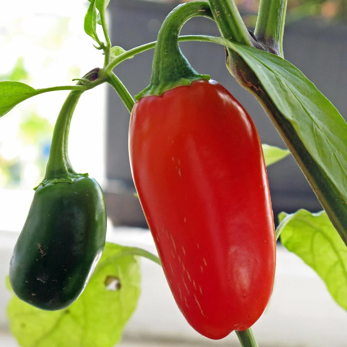 Chili 'Jalapeño' (Capsicum annuum) Samen