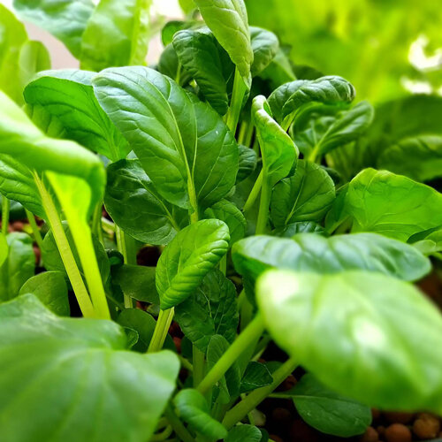 Giovani piante di pak choi con foglie verdi e lucide, come insalata orientale