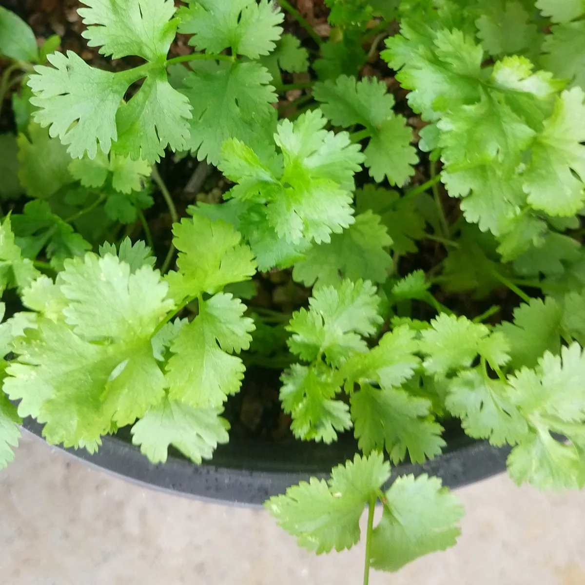 Cilantro / Blatt-Koriander 'Caribe' (Coriandrum sativum) Bio Saatgut