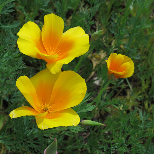 Fiori giallo arancio di papavero della California (Eschscholzia californica)