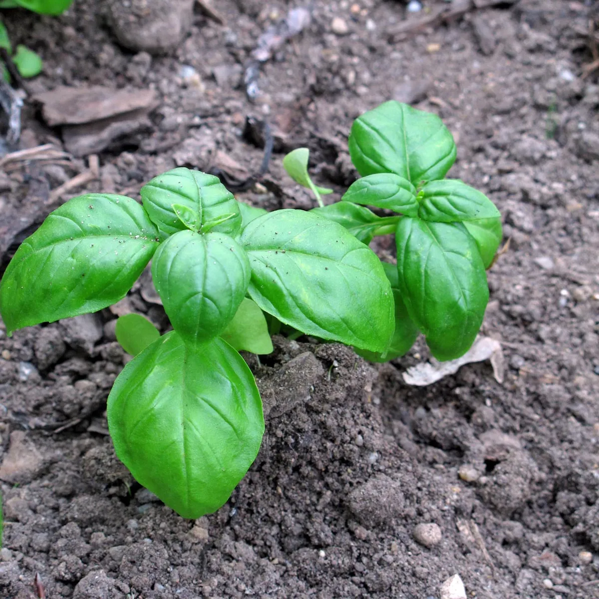 Genoveser Basilikum 'Mittelgroß' (Ocimum basilicum) Bio Saatgut