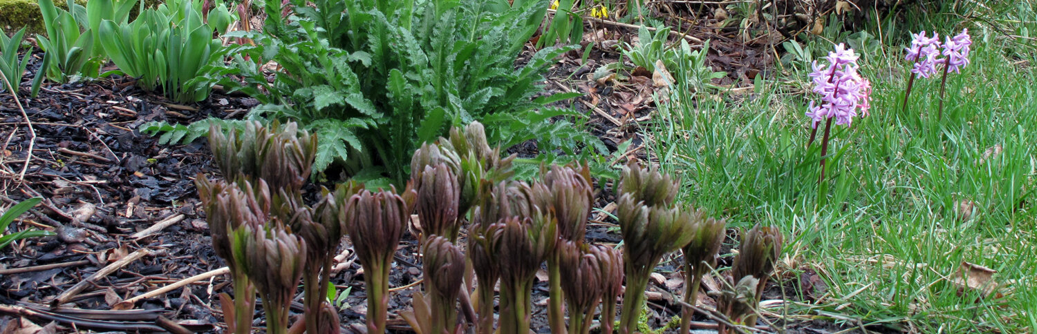 La primavera si fa vedere in giardino