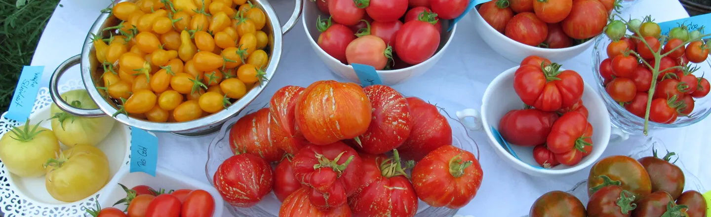 Diverse varietà di pomodoro in ciotole