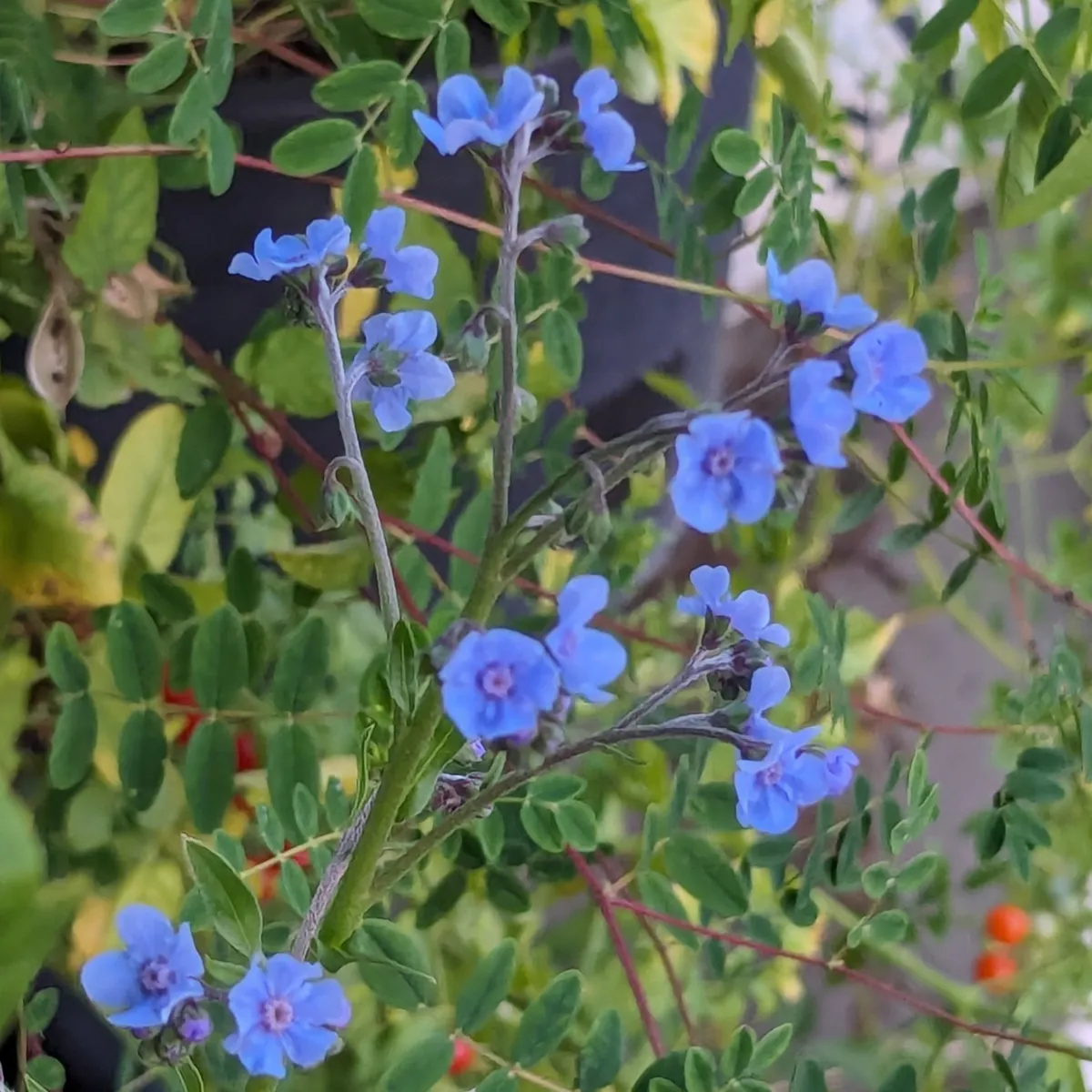 Chinesisches Vergissmeinnicht (Cynoglossum amabile) Samen