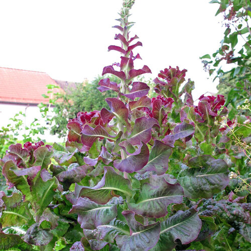 Lattuga da taglio a foglie rosse che va in fiore con uno stelo alto