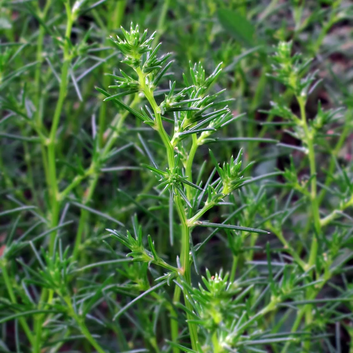 Agretti / Mönchsbart (Salsola soda) Samen