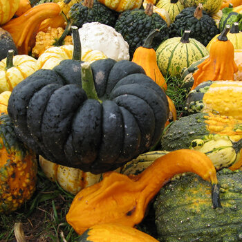 Zucche e zucche ornamentali di molte forme e colori