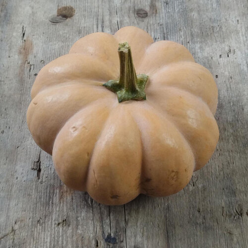 Zucca 'Moscata di Provenza' (Cucurbita moschata), frutto maturo costoluto su legno