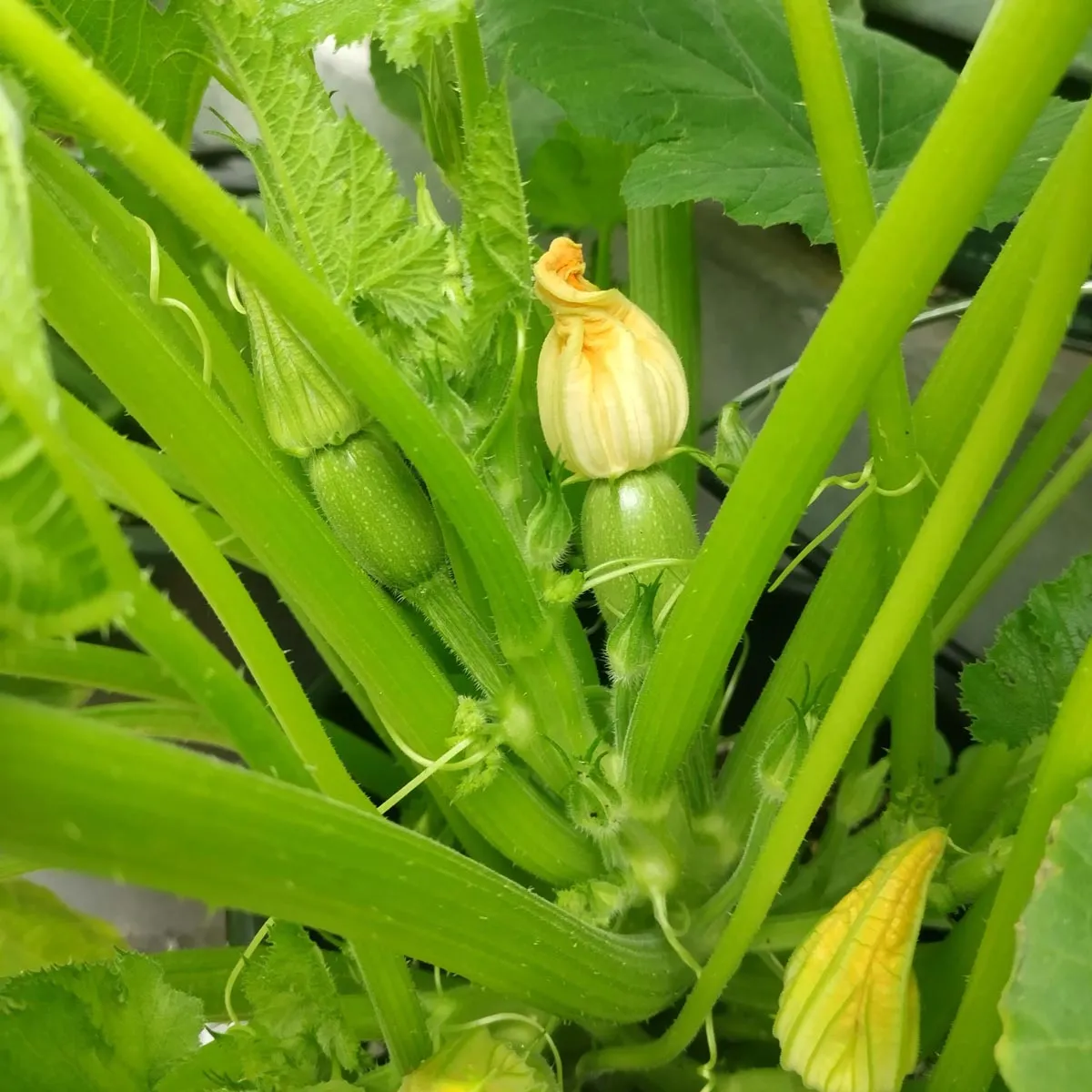 Zucchini 'Zuboda' (Cucurbita pepo) Bio Saatgut
