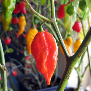 Bacca rossa matura del peperoncino 'Naga Jolokia' sulla pianta, dietro frutti rossi e gialli