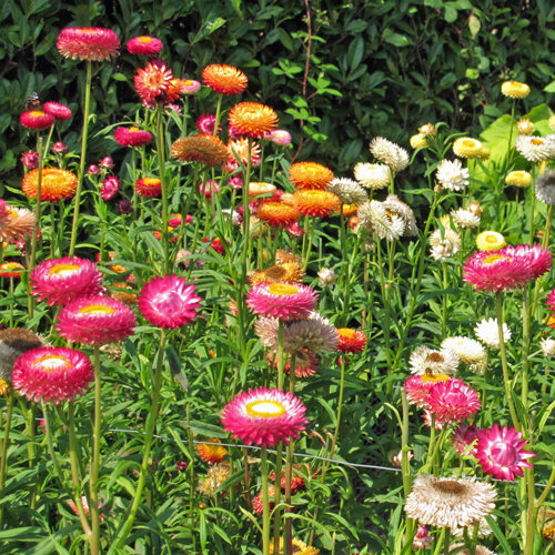 Fiore di carta (Xerochrysum bracteatum) rosa, arancio, giallo e bianco in aiuola