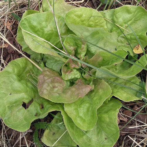 Lattuga cappuccina con foglie morbide verde chiaro nell'orto