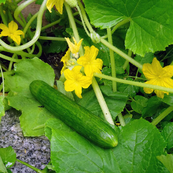 Cetriolo verde sulla pianta con fiori gialli