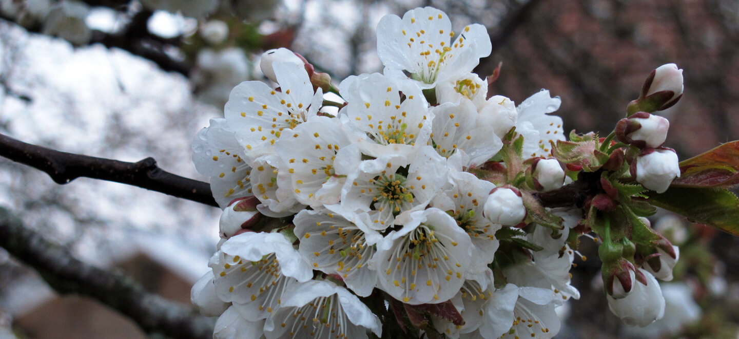 Fiori di ciliegio
