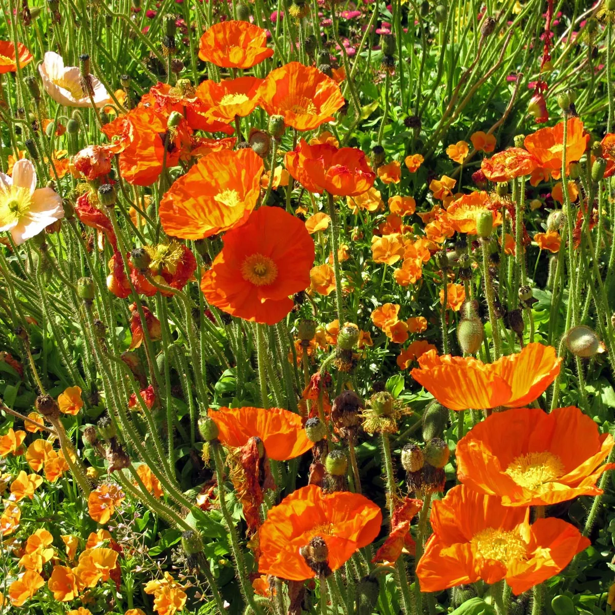 Islandmohn (Papaver nudicaule) Samen