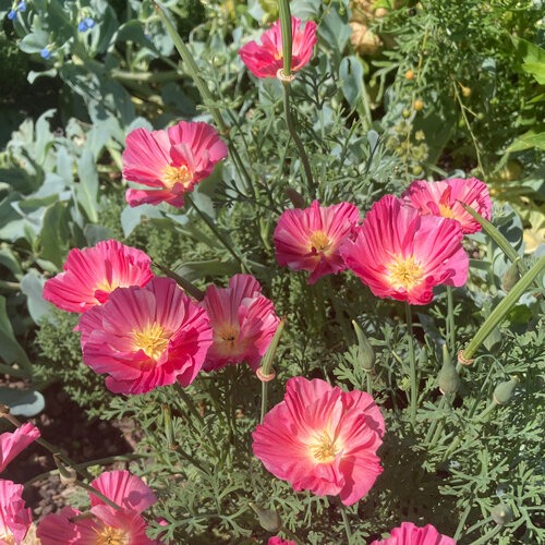 Papavero della California (Eschscholzia californica) con fiori rosa dal centro giallo