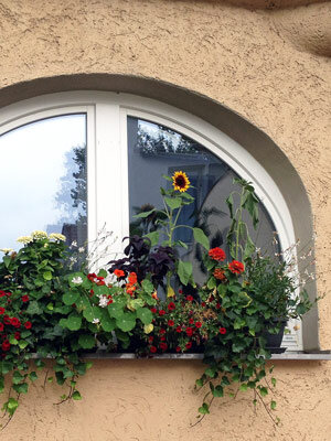 Fioriera da balcone con girasole, fiori rossi e piante ricadenti davanti a una finestra ad arco