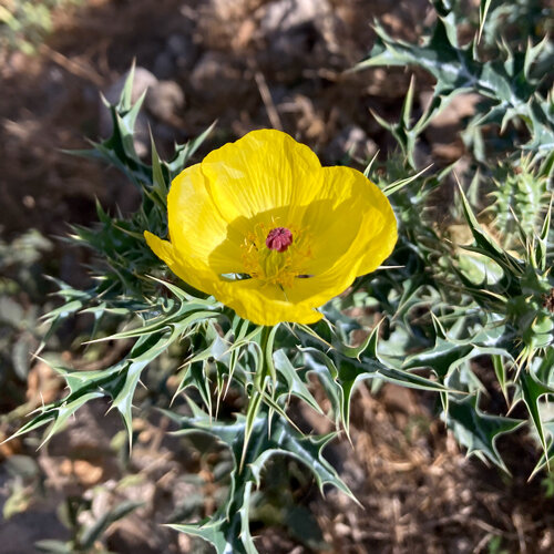 Papavero spinoso (Argemone mexicana) con fiore giallo e foglie spinose