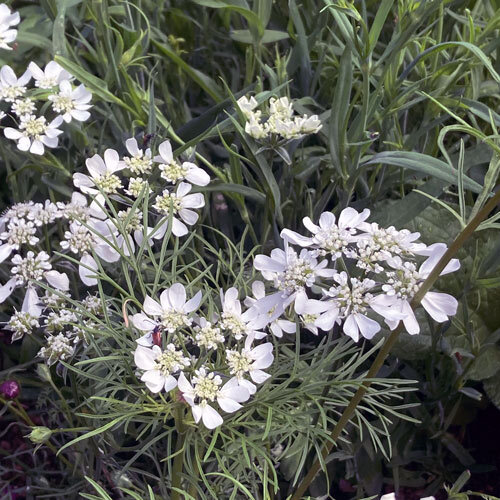 Orlaya grandiflora con ombrelle di fiori bianchi