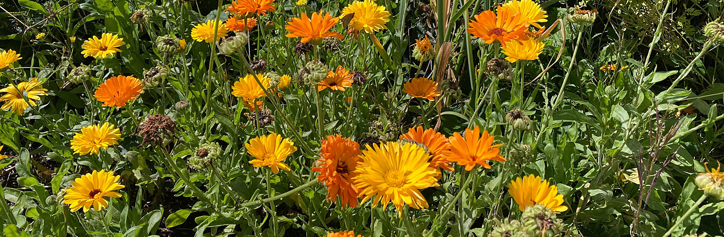 Calendule