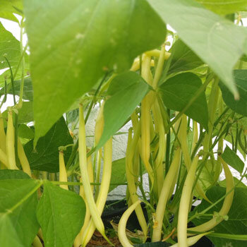 Fagiolo giallo 'Dior' (Phaseolus vulgaris) con baccelli gialli maturi sulla pianta