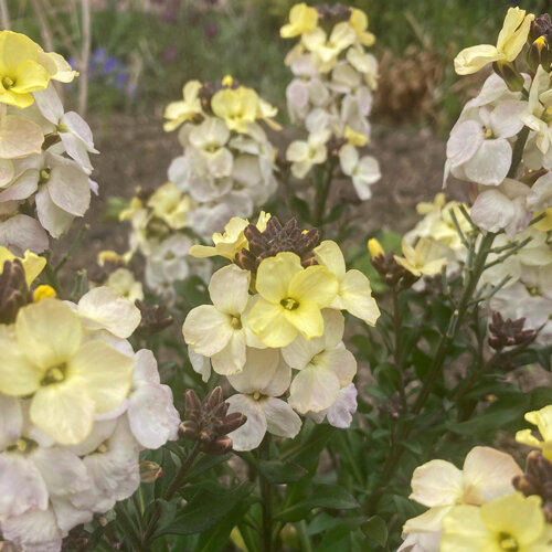 Fiori giallo chiaro e bianco crema della violacciocca gialla (Erysimum cheiri)