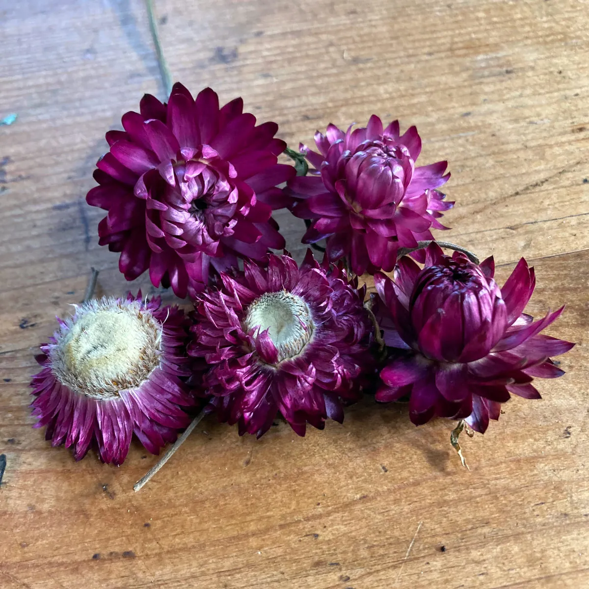 Hohe Strohblume 'Crimson Violet' (Xerochrysum bracteatum) Samen