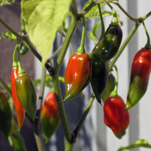 Peperoncini verdi e rossi che maturano sulla pianta