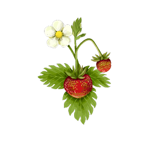 Frutta e frutta secca