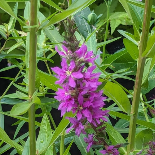 Salcerella (Lythrum salicaria) con spiga di fiori porpora