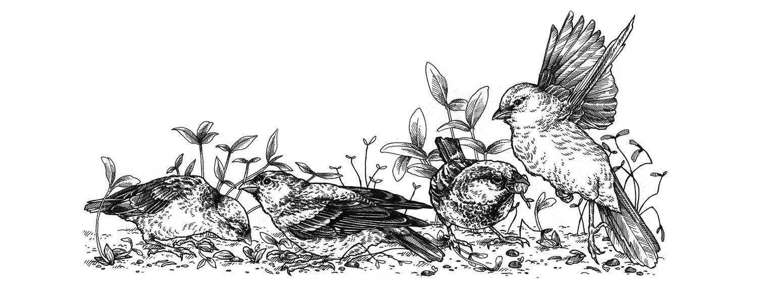 Illustrazione di uccelli che mangiano la semina appena fatta