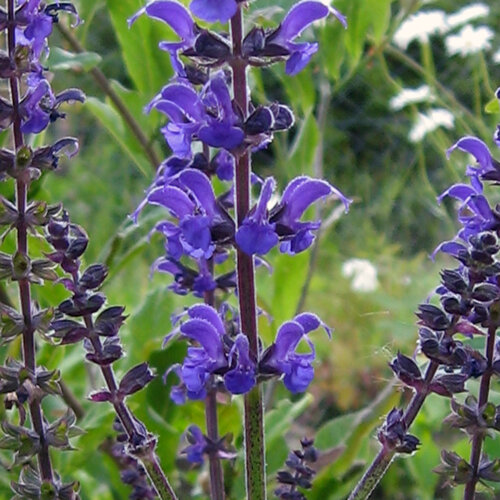 Spighe fiorite blu-viola della salvia nemorosa