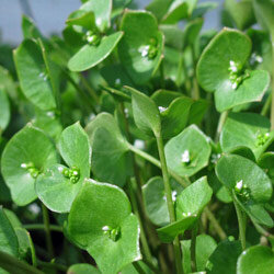 Claytonia con foglie rotonde e piccoli fiori bianchi